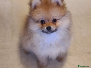 Pomeranian dogs Pomeranian puppies ready now 1 male left! - Advert 11