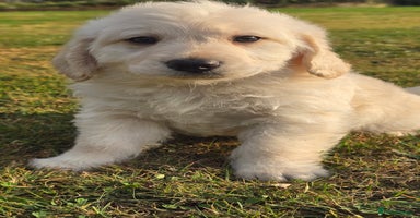Labradoodle dogs - Advert 5