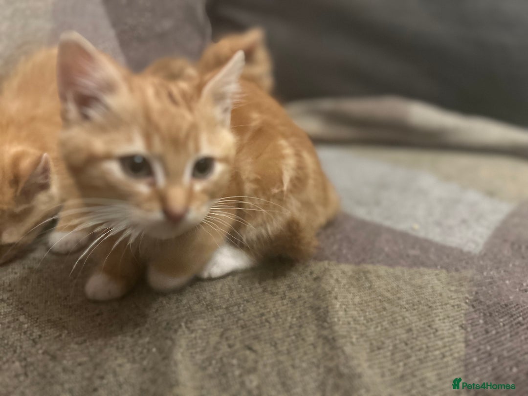 Domestic Shorthair cats for sale: *Ginger Bundles of Joy! 🐱❤️* - Image 5