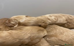 Cockapoo dogs for sale: Pra clear f1 cockpoo - Image 7