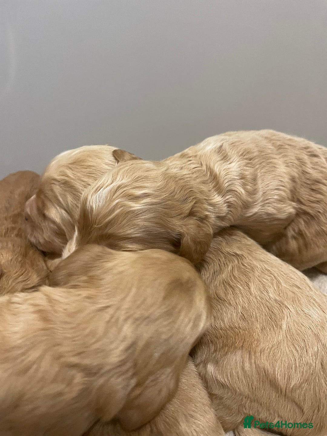Cockapoo dogs for sale: Pra clear f1 cockpoo - Image 7