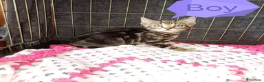 Bengal 3