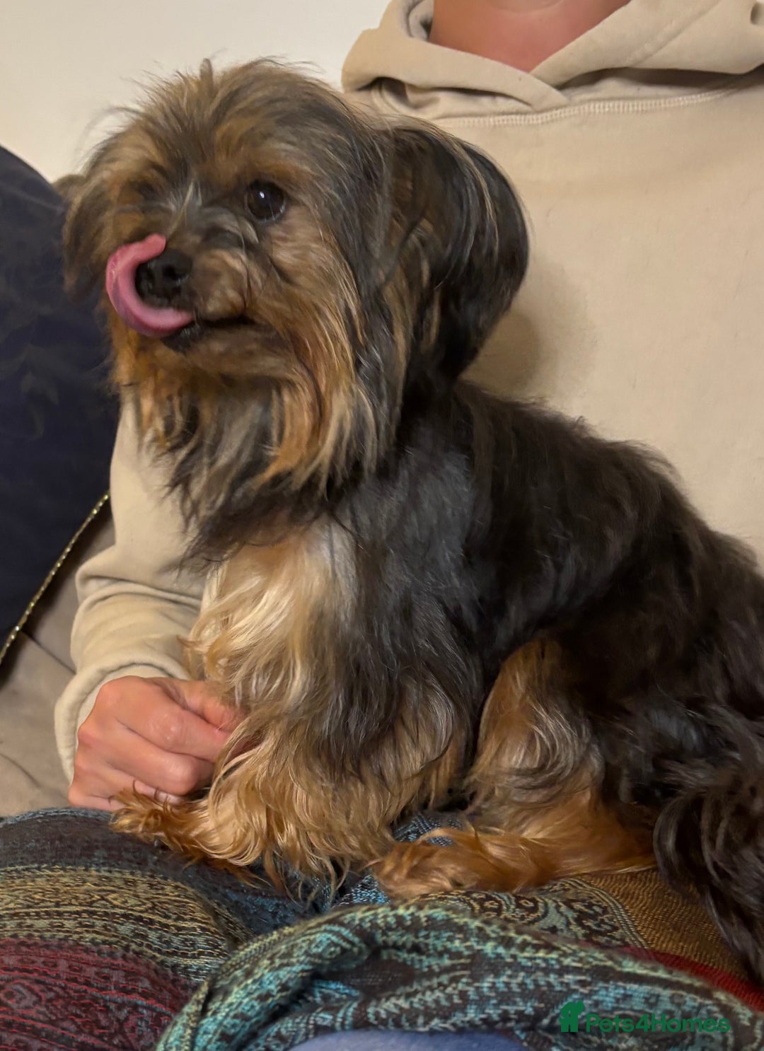 Yorkshire Terrier dogs for sale: ♥️ 2 Yorkshire Terrier girls ♥️  - Image 16