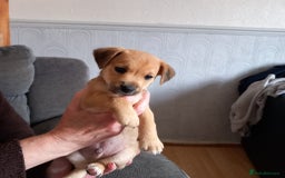 Mixed Breed dogs for sale: Lakeland/patterdale cross Jackchi puppies  - Image 2