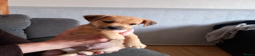 Mixed Breed Puppy 2