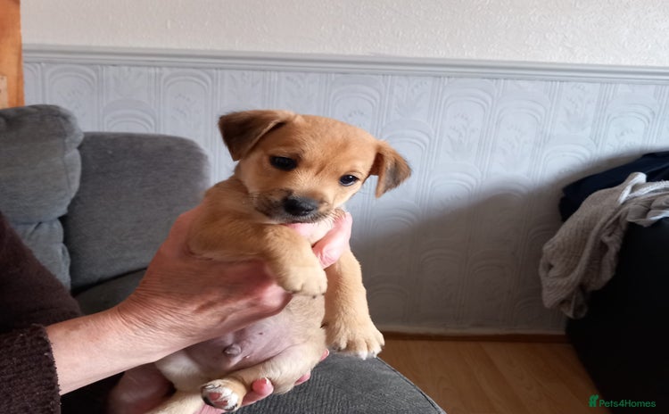 Mixed Breed dogs - Advert 3