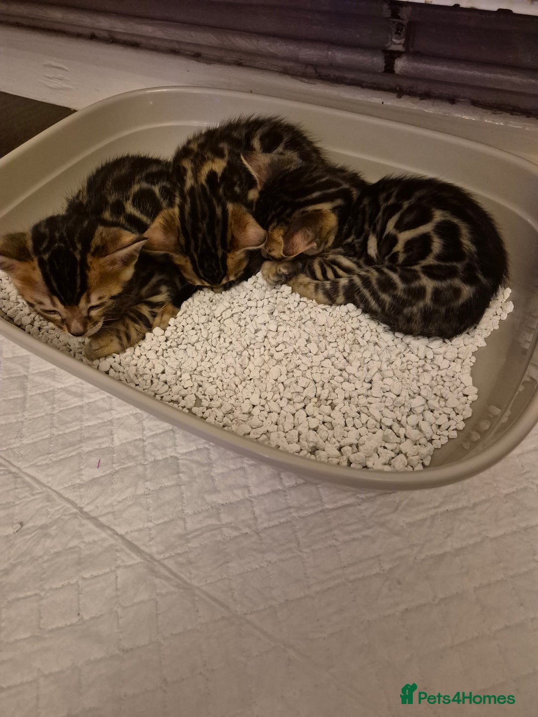 Bengal cats for sale: Bengal Kittens-Reservations Now Open  - Advert 7