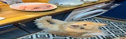 Pomeranian dogs for stud: bluebell  - Advert 5