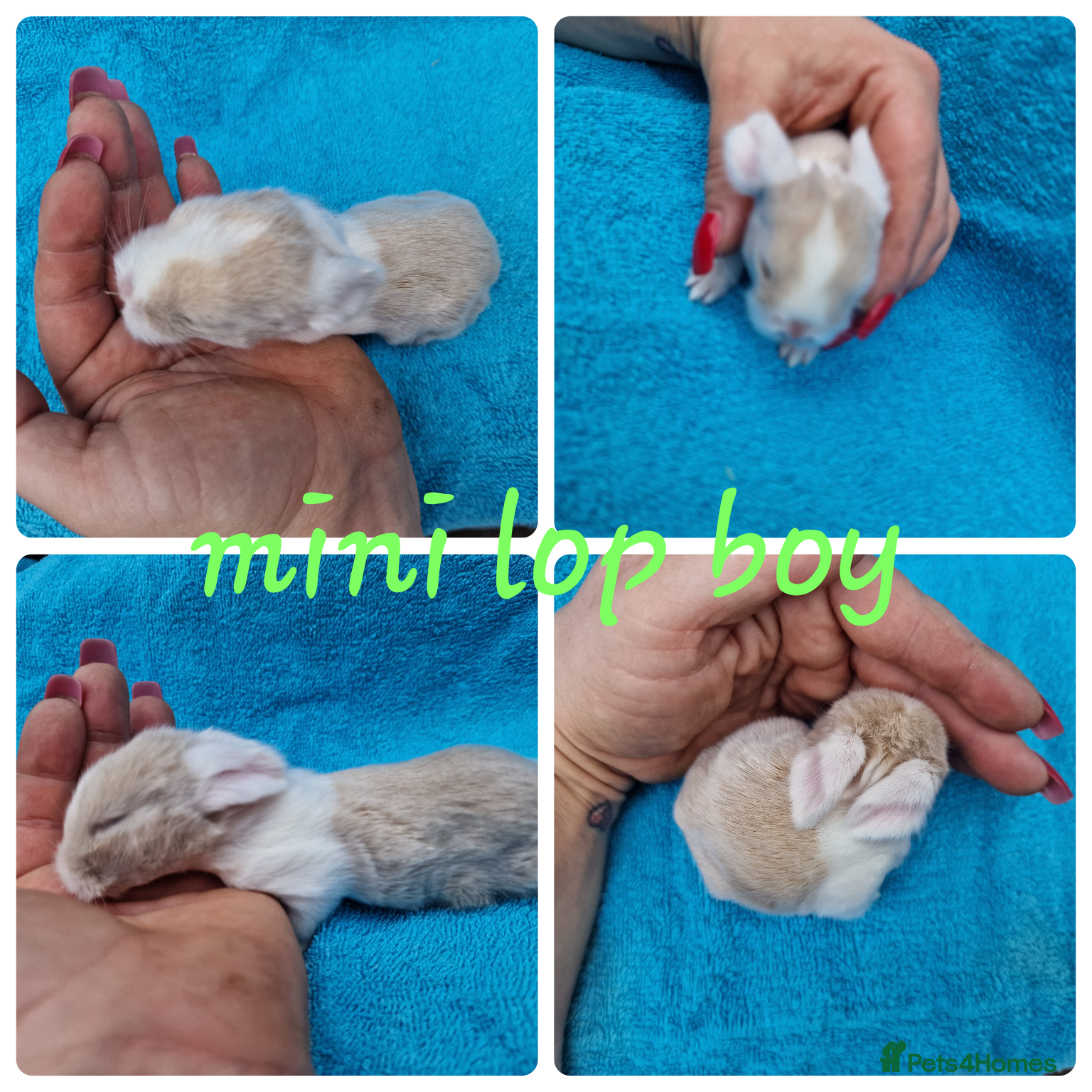 Mini Lop rabbits Mini lops, lionheads, netherland dwarf pure breeds - Advert 1
