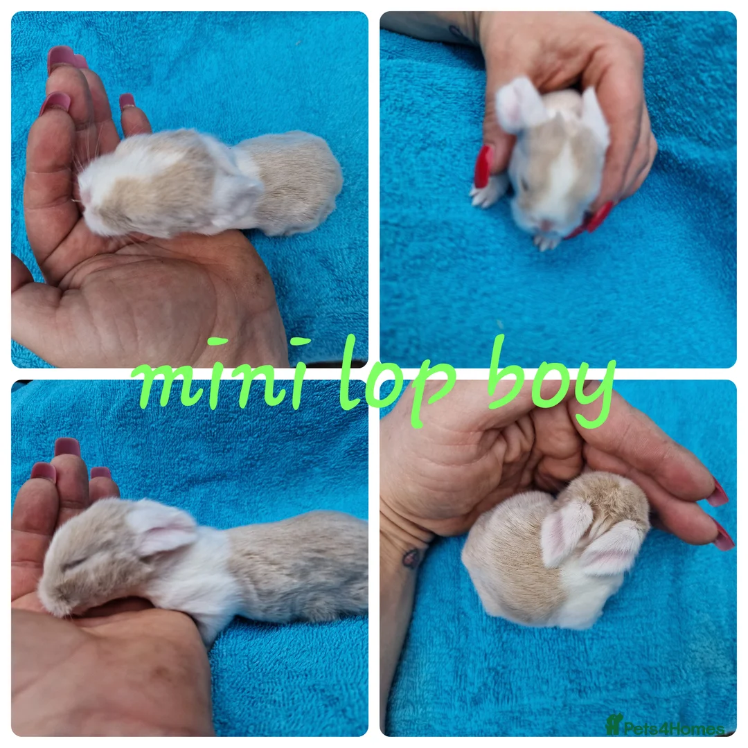 Mini Lop rabbits for sale: Mini lops, lionheads, netherland dwarf pure breeds - Advert 1