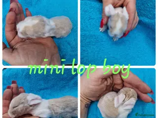 Mini Lop rabbits Mini lops, lionheads, netherland dwarf pure breeds - Advert 7