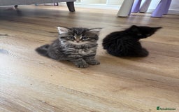 Persian cats for sale: Persian BSH kittens ready next weekend - Image 5