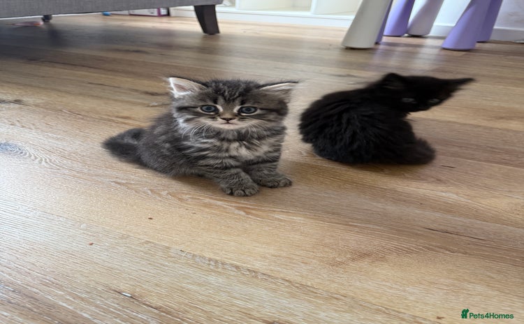 Persian cats - Advert 8