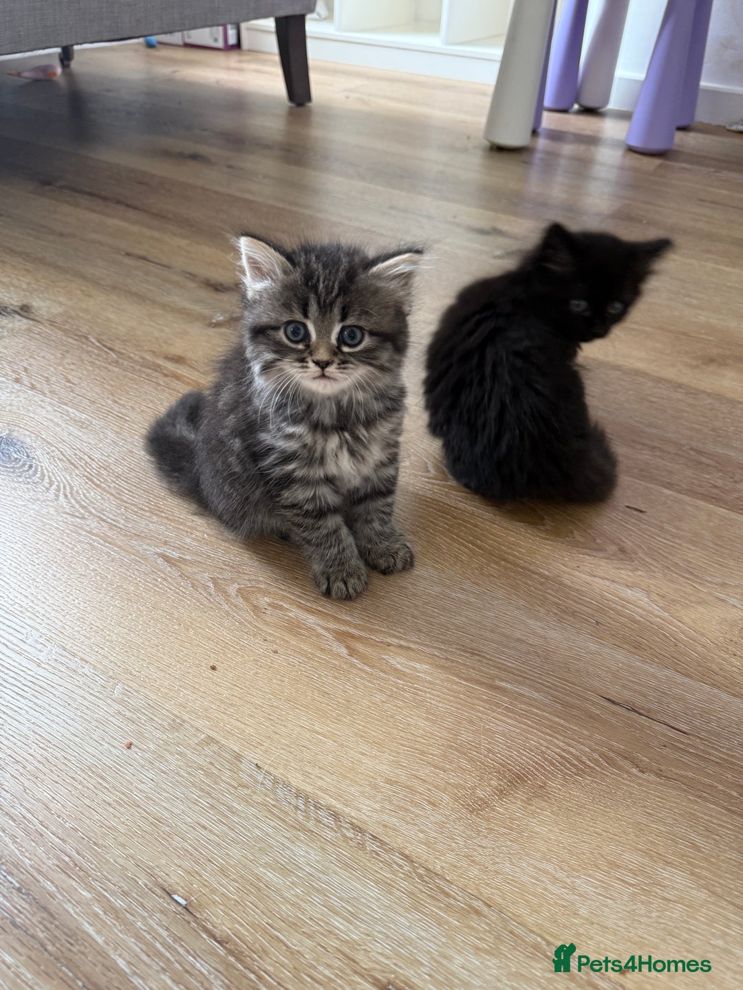 Persian cats for sale: Persian BSH kittens ready next weekend - Image 5