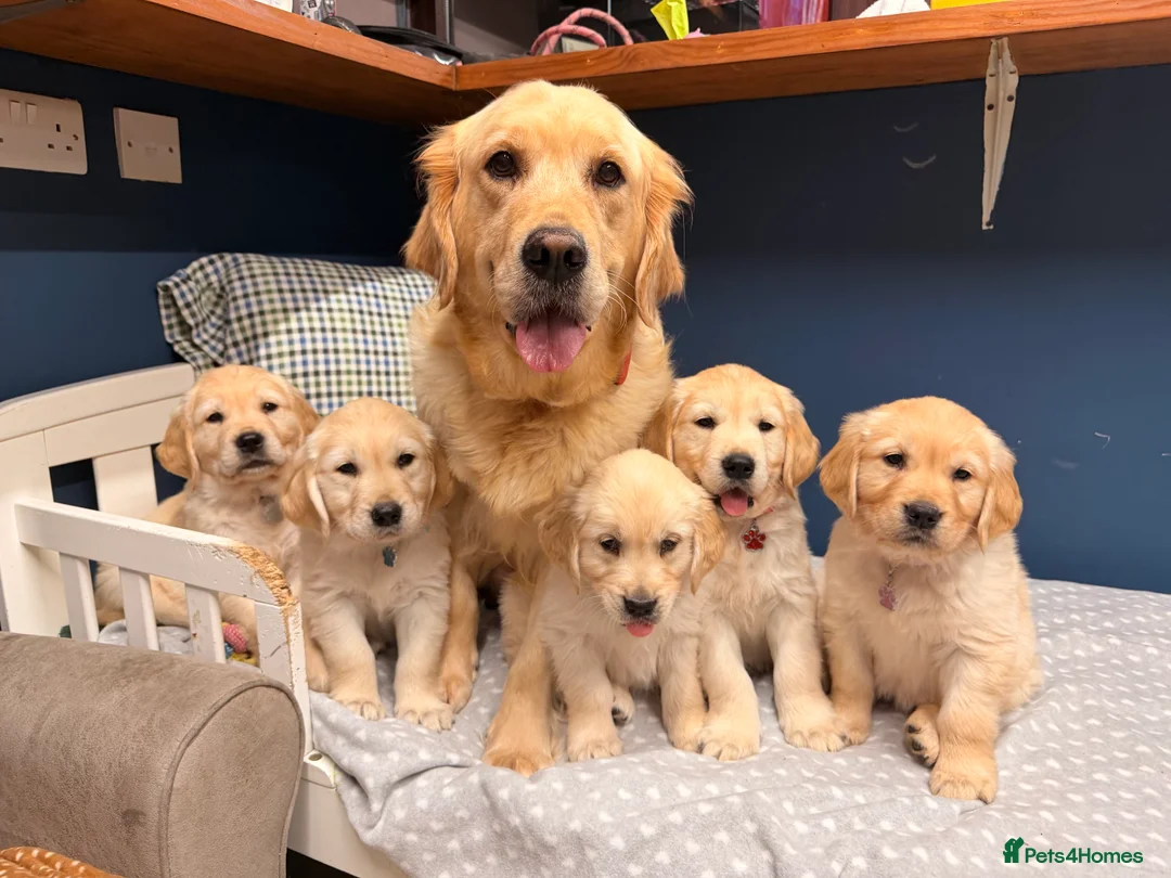 Golden Retriever dogs for sale: 🐶Fluffy bears looking for forever home💕💕 ! - Advert 1