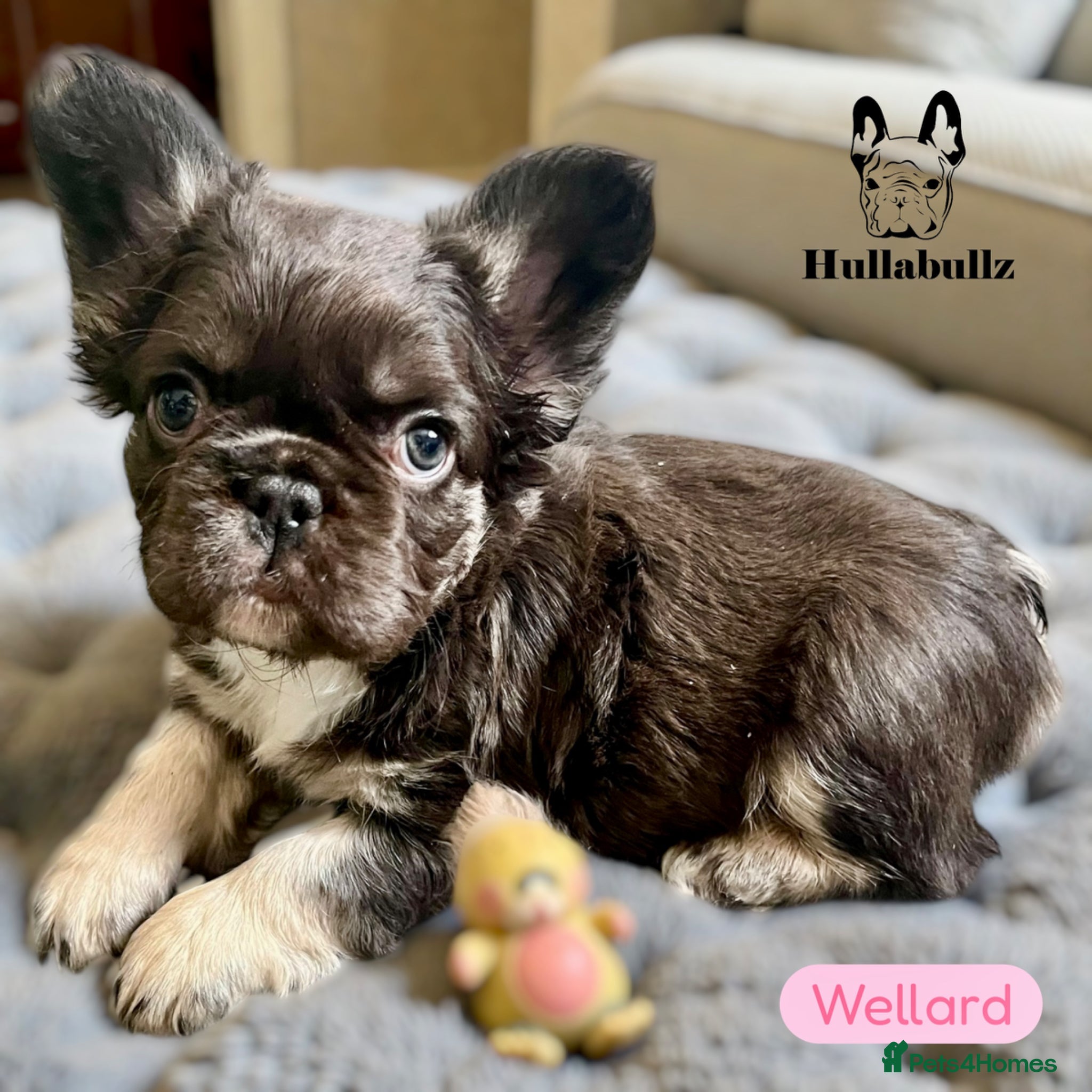 French Bulldog dogs REDUCED ONO READY NOW Fluffy Choc Frenchies - Advert 2