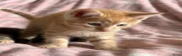 Maine Coon cats for sale: Maine Coon Cross Kittens - Advert 10