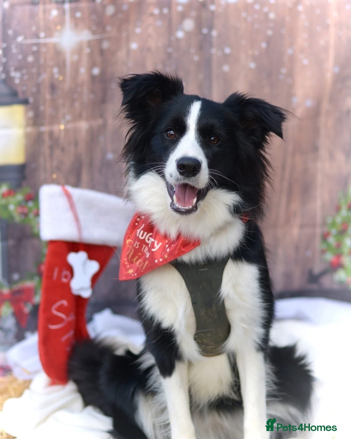 Border Collie dogs 15 months old Female Border Collie - Molly - Advert 2