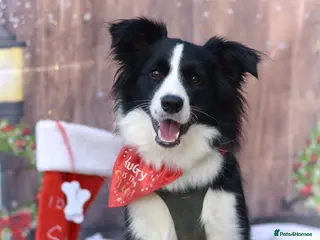 Border Collie dogs 15 months old Female Border Collie - Molly - Advert 2