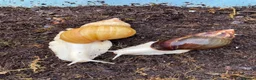 Snails invertebrates for sale: Albino Giant African Snails for sale! - Advert 7