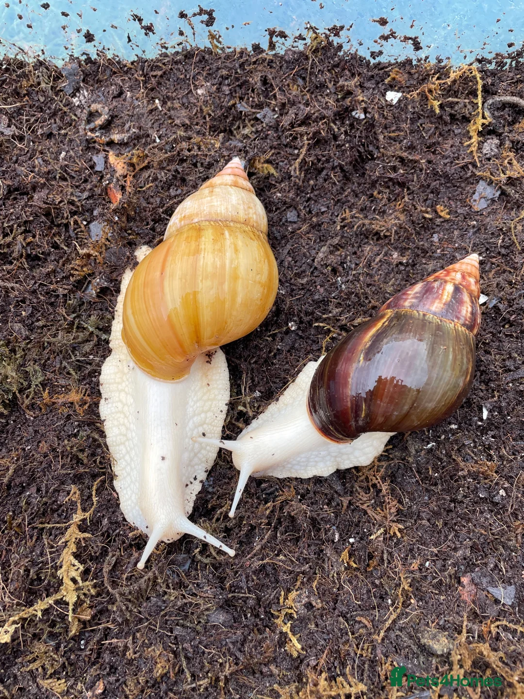 Snails invertebrates for sale: Albino Giant African Snails for sale! - Advert 7