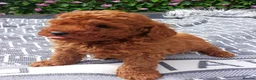 Cavapoo dogs for sale: F1 CAVAPOO EXTENSIVELY HEALTH TESTED PARENTS  - Advert 8