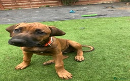 Rhodesian Ridgeback dogs for sale: Rhodesian ridgebacks for sale - Image 16