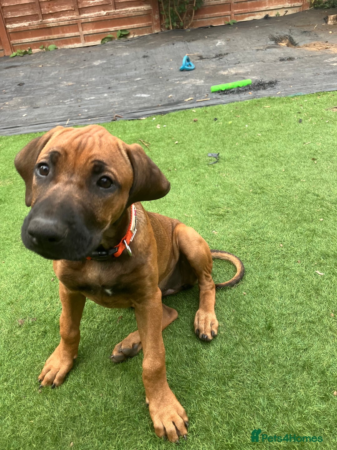Rhodesian Ridgeback dogs for sale: Rhodesian ridgebacks for sale - Image 16