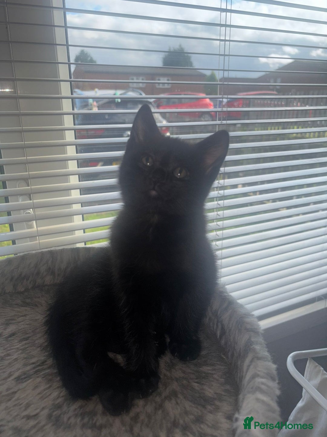Mixed Breed cats for sale: Two Adorable Male Kittens 🥰😍 - Image 5