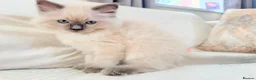Ragdoll cats for sale: 3 male kittens  - Advert 17