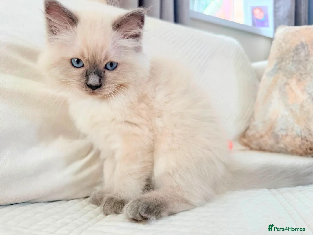 Ragdoll cats for sale: 3 male kittens  - Advert 17