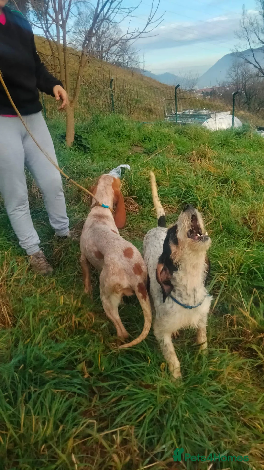 Mixed Breed dogs for adoption: Chispa - cheeky Griffon X for adoption - Advert 12