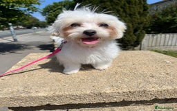 Maltipoo dogs for sale: Tiny Maltipoo  - Image 3