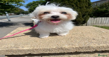 Maltipoo dogs - Advert 8