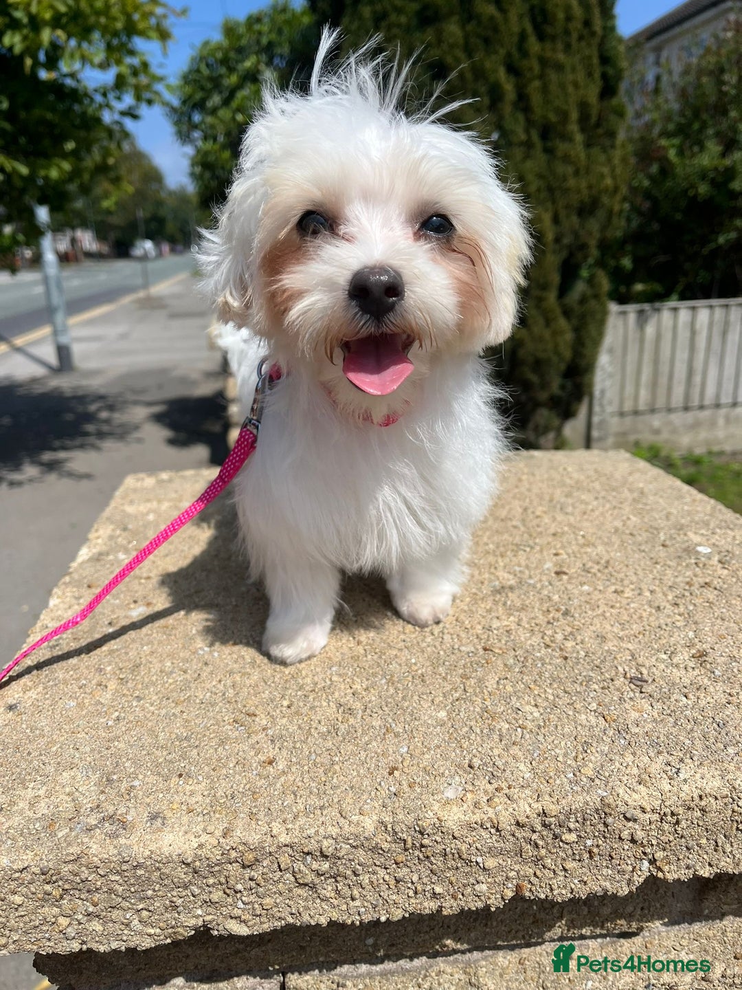 Maltipoo dogs for sale: Tiny Maltipoo  - Image 3