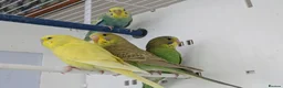 Budgerigars birds for sale: Baby Budgies some Crested  - Advert 4