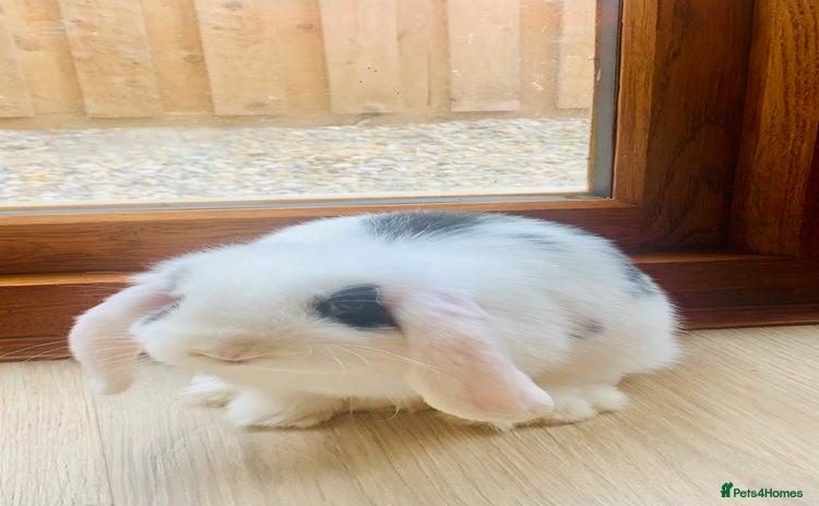 Dwarf Lop rabbits - Advert 6