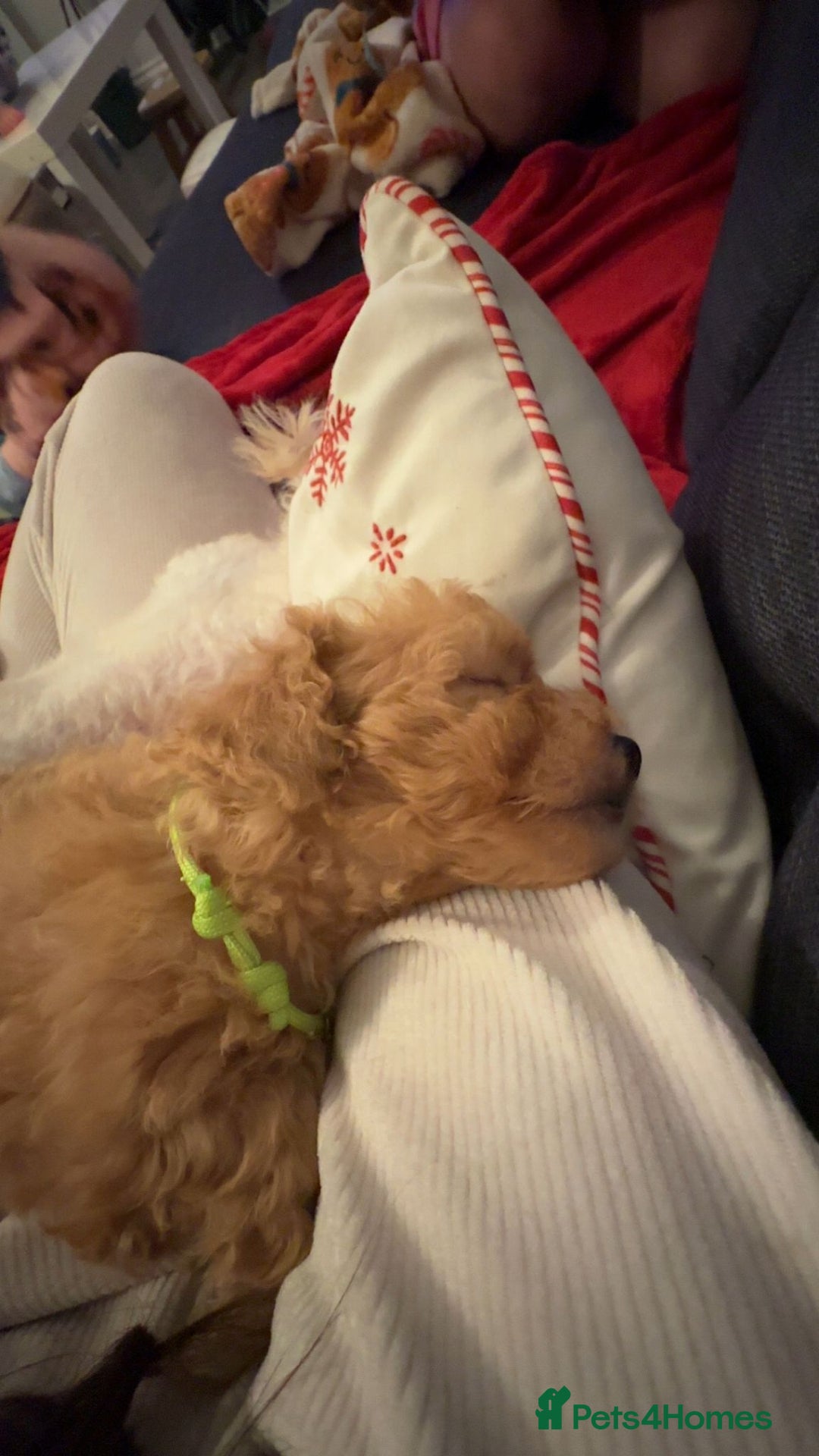 Maltipoo dogs for sale: Stunning Toy Maltipoo pups ❤️ ready on Wednesday! - Advert 12