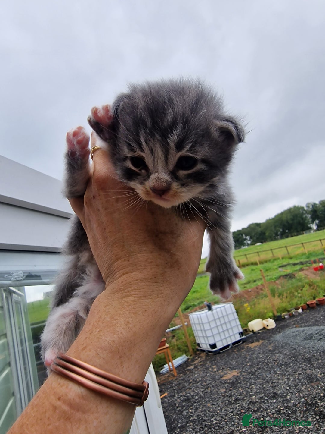 Maine Coon cats for sale: Blue/Silver Tabby Main Coon - Image 8