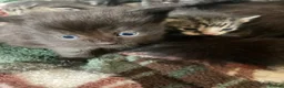 Mixed Breed cats for sale: Beautiful family friendly kittens - Advert 7