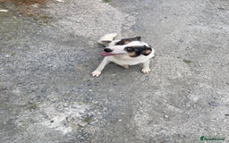 Border Collie dogs for sale: Blue Merle collies  - Image 6