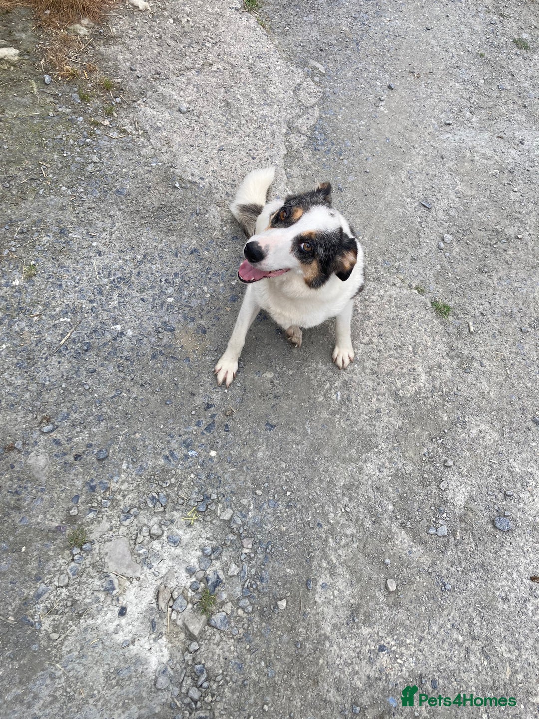 Border Collie dogs for sale: Blue Merle collies  - Image 6