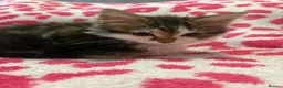 Mixed Breed cats for sale: Gorgeous kittens in Dukinfield - Advert 5