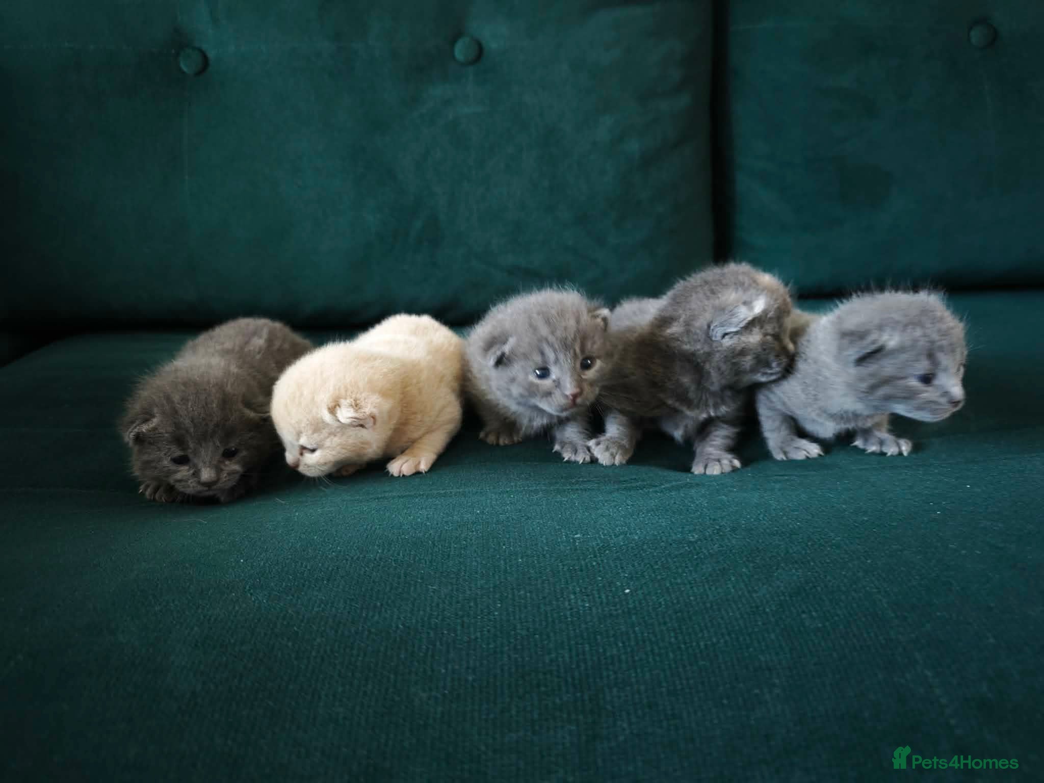 British Shorthair cats Fluffy kittens looking for loving homes!  - Advert 2