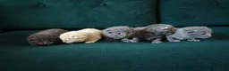 British Shorthair cats for sale: Fluffy kittens looking for loving homes!  - Advert 1