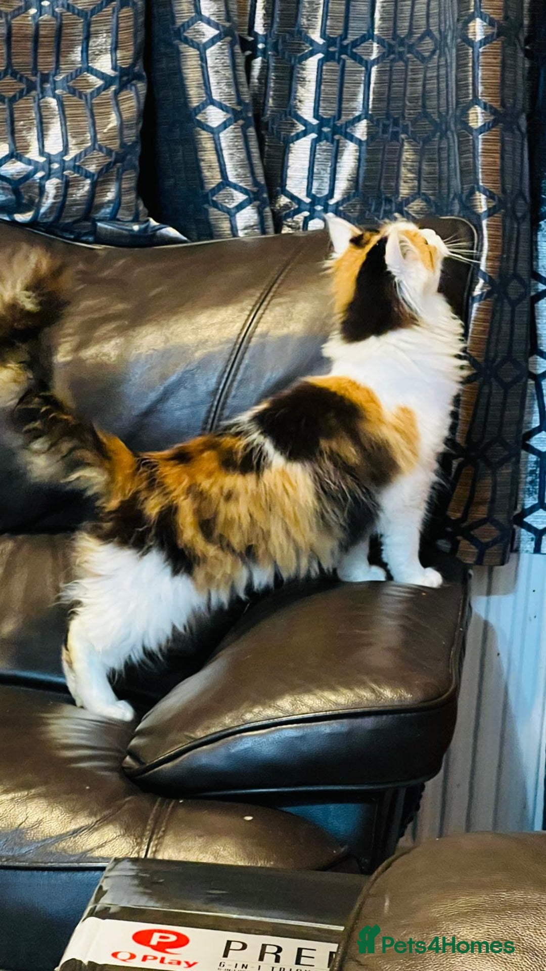 Mixed Breed cats for sale: Mainecoon cross  - Advert 5