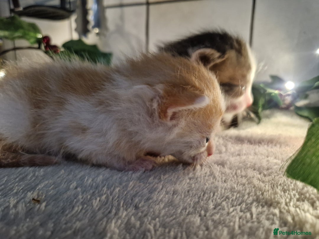 Mixed Breed cats for sale: 1 beautiful ginger&white kitten - Advert 21