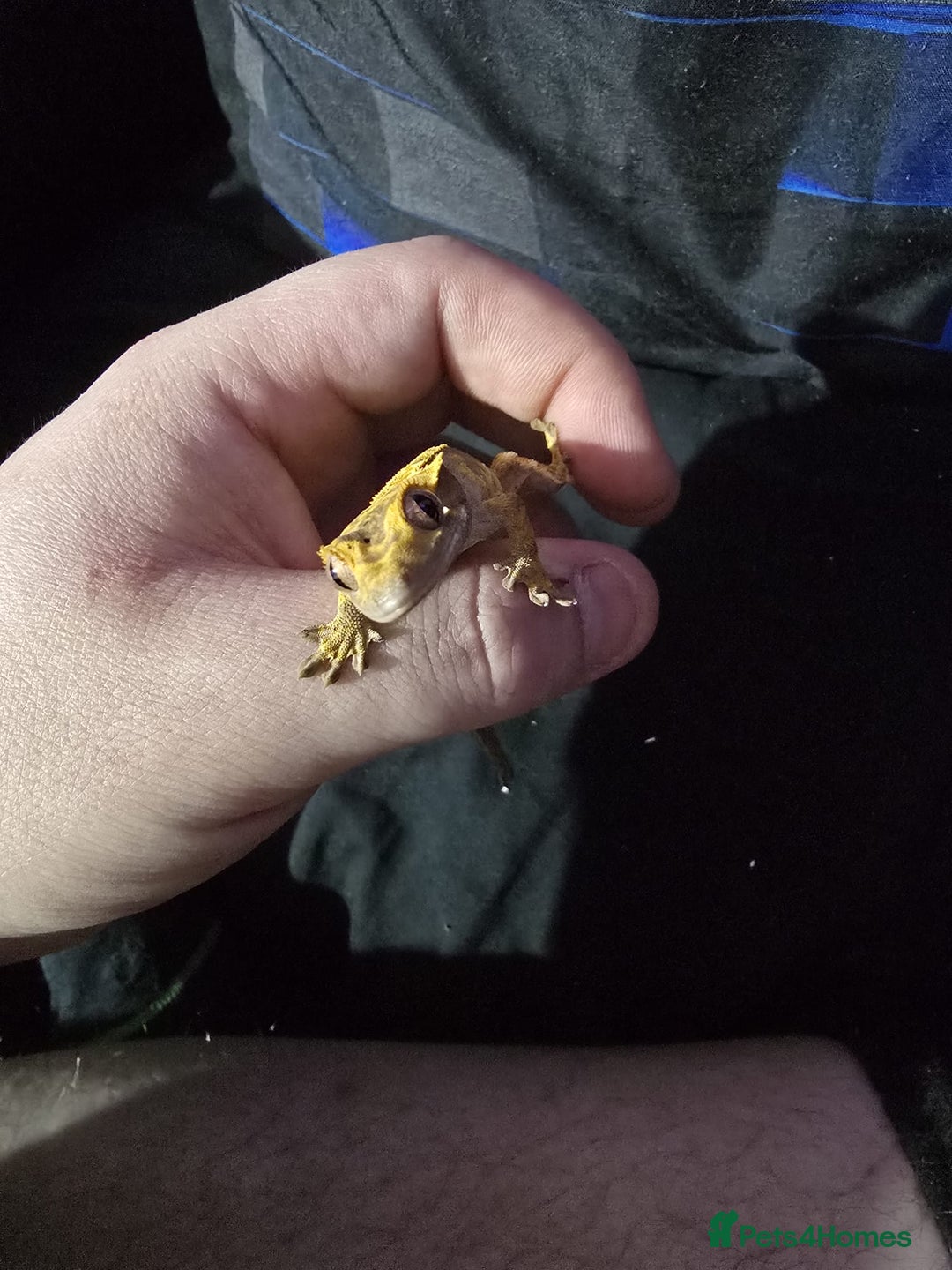 Gecko reptiles for sale: Harlequin crested gecko - Advert 7
