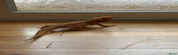 Mixed Breed reptiles for sale: Different reptiles for sale - Advert 14