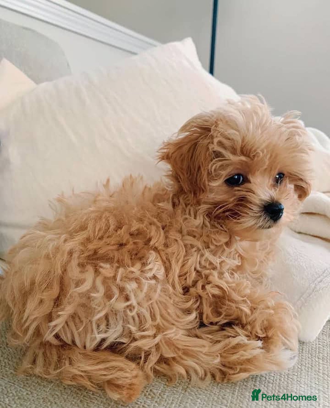 Maltipoo dogs for sale: ✨ Adorable Maltipoo Puppies Ready for New Homes! ✨ - Image 6